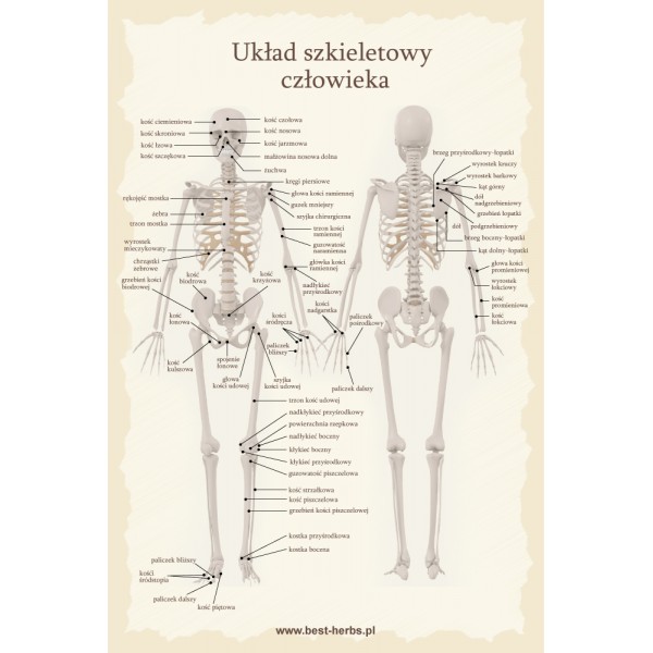 Plakat układ szkieletowy człowieka