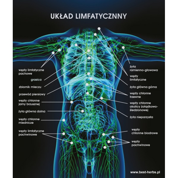 Plakat układ limfatyczy - czarne tło