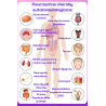 Plakat powrzechne choroby autoimmunologiczne